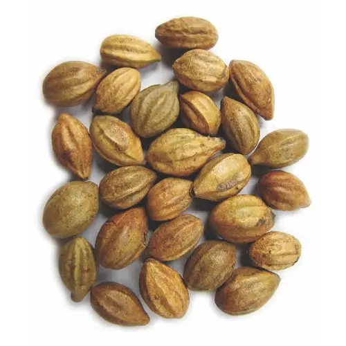 টার্মিনালিয়া-বেলিরিকা